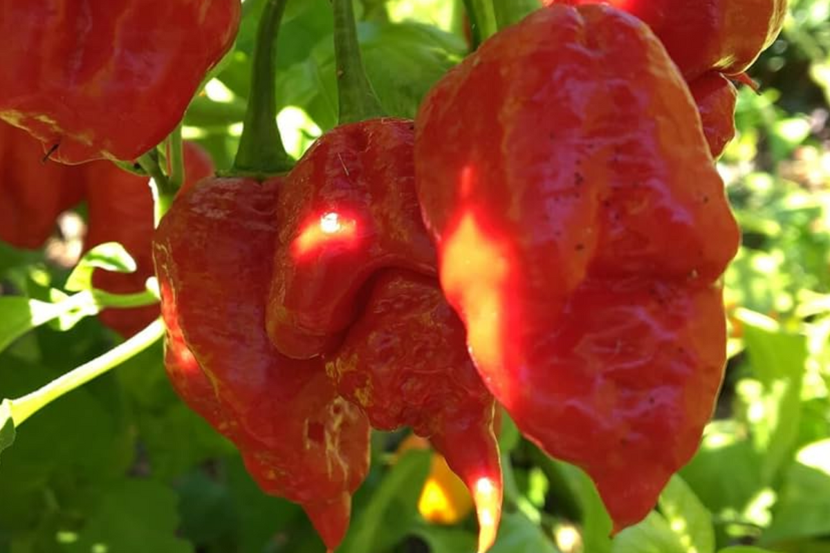 3 Apocalypse Red Scorpion Pepper Starter Plants - Super Hot Chili - Capsicum chinense - Perfect for Spicy Recipes & Containers