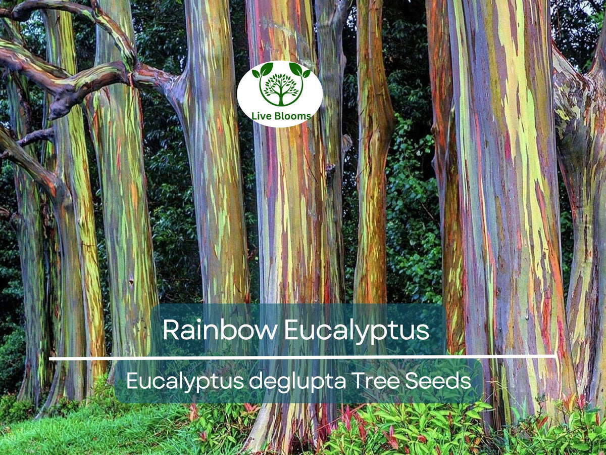 Rainbow Eucalyptus Seeds - 40 Premium Seeds (Eucalyptus deglupta) for Colorful Tropical Landscaping, Fast-Growing Evergreen Tree