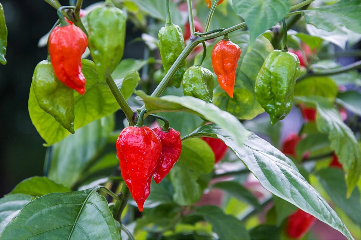 3 Red Ghost Pepper Starter Plants - Bhut Jolokia - Super Hot Chili - Capsicum chinense - Perfect for Gardens & Spicy Recipes