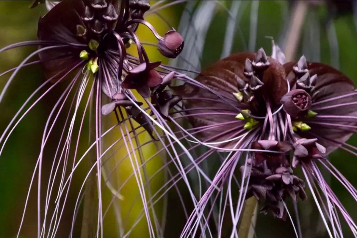 Black Bat Orchid Seeds - 5 Rare Tacca chantrieri Seeds for Unique Bat-Shaped Blooms - Ideal for Indoor/Outdoor, USDA Zones 10-11