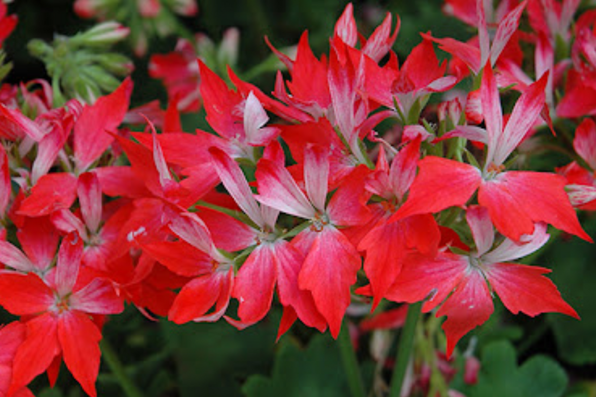 Geranium Cuttings 6" Unrooted Pelargonium FIREWORKS Red Climbing Blooms - Organic Perennial for Garden - Pelargonium spp.