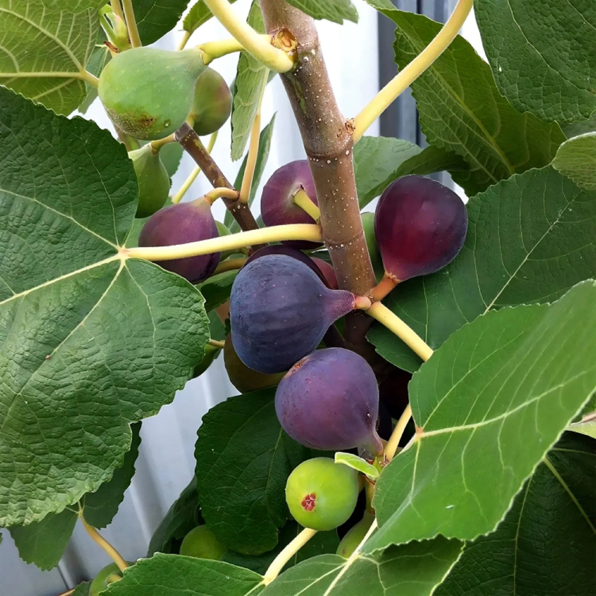 Chicago Hardy Fig Cuttings - 2 Unrooted 6-8" - Ficus carica - Cold Hardy Sweet Fig for Northern Climates, Easy to Grow