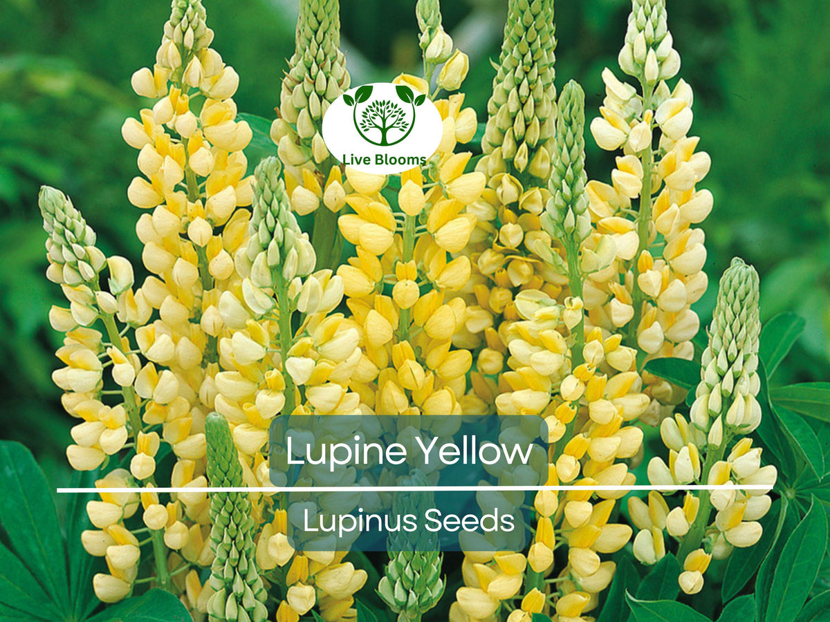 50 Seeds Yellow Lupine Annual (Lupinus) - Drought-Tolerant, Non-GMO, Attracts Hummingbirds & Bees, Vibrant Garden Flowers