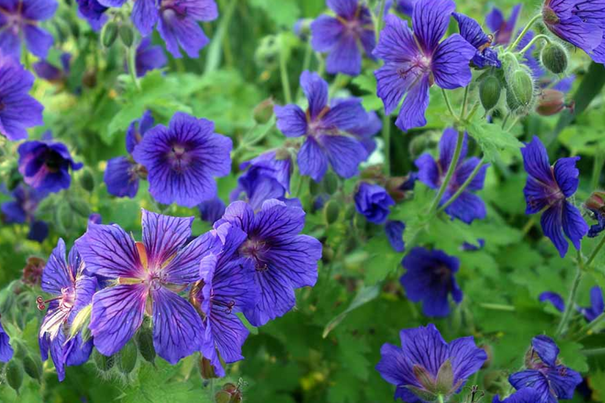 Ivy Geranium Cuttings - 8 Unrooted Cuttings in 4 Vibrant Colors with Hormone Powder | Pelargonium peltatum | USA Grown