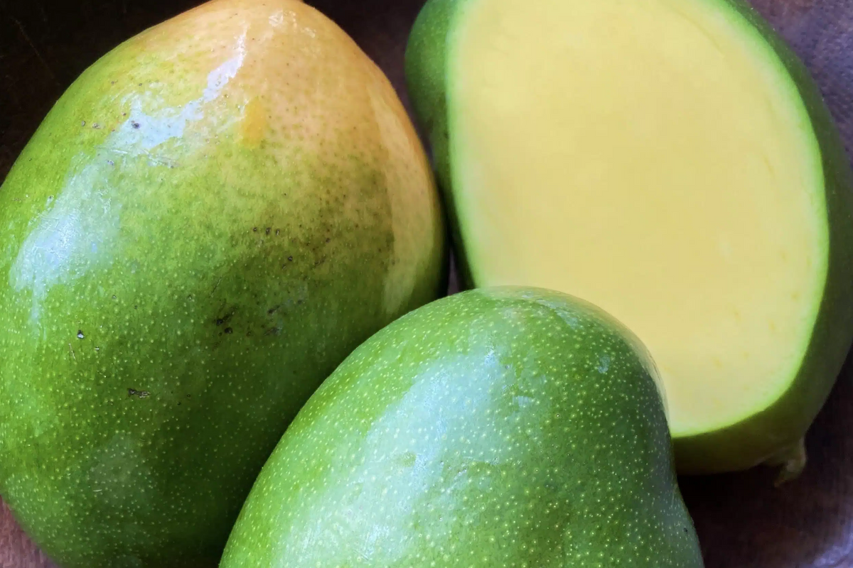 Grafted Mango Keitt Starter Plant Seedling - Live Tropical Fruit Tree - Sweet Mangoes - Mangifera indica ‘Keitt’
