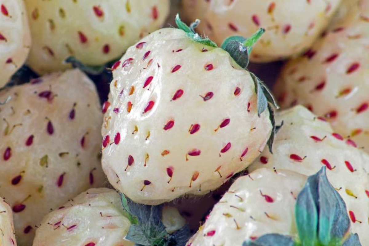 6 Bare Root Pineberry Plants, Organic White Strawberries, Everbearing, Fragaria × ananassa, Pineapple Flavor, Spring to Fall Harvest