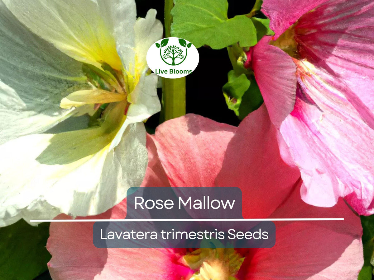 500 Rose Mallow Seeds - Mixed Colors (Lavatera trimestris) - Easy-to-Grow Annual, Vibrant Blooms, Pollinator-Friendly Flower Seeds