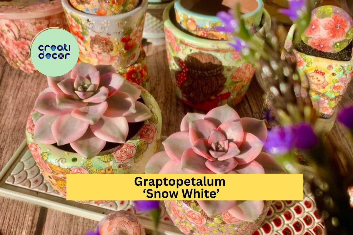 Christmas Cactus Starter Plant - Miss Shimano - Schlumbergera Truncata - Well-Rooted Indoor Cactus for Holiday Decor
