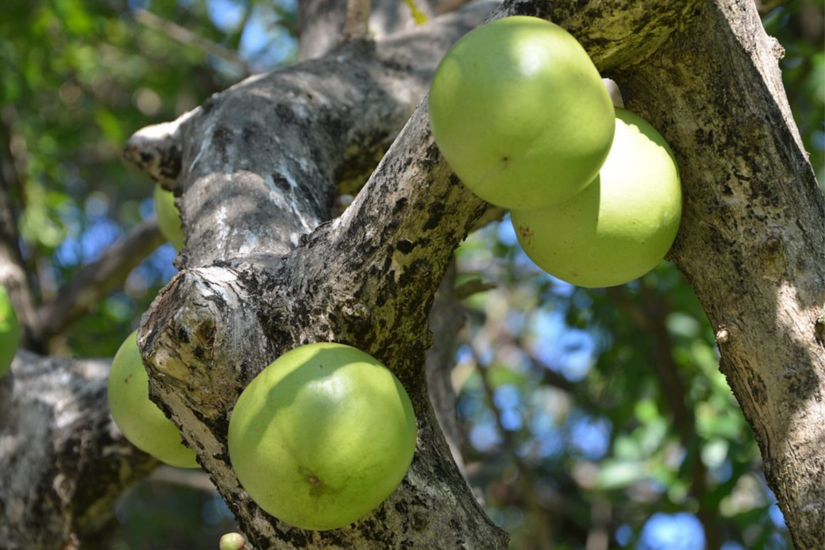 Totumo Crescentia Cujete Live Tree 8"-12" | Calabash Gourd Tree for Crafts & Shade | Tropical Gardening Plant