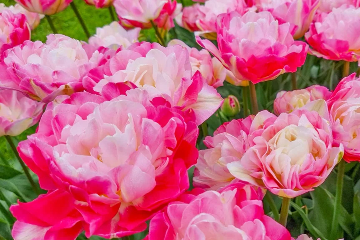 Double Peony Tulip Mix - 6 Bulbs Pink Angelique & Blue Diamond - Peony-Like Blooms - Tulipa - USDA Zones 3-8