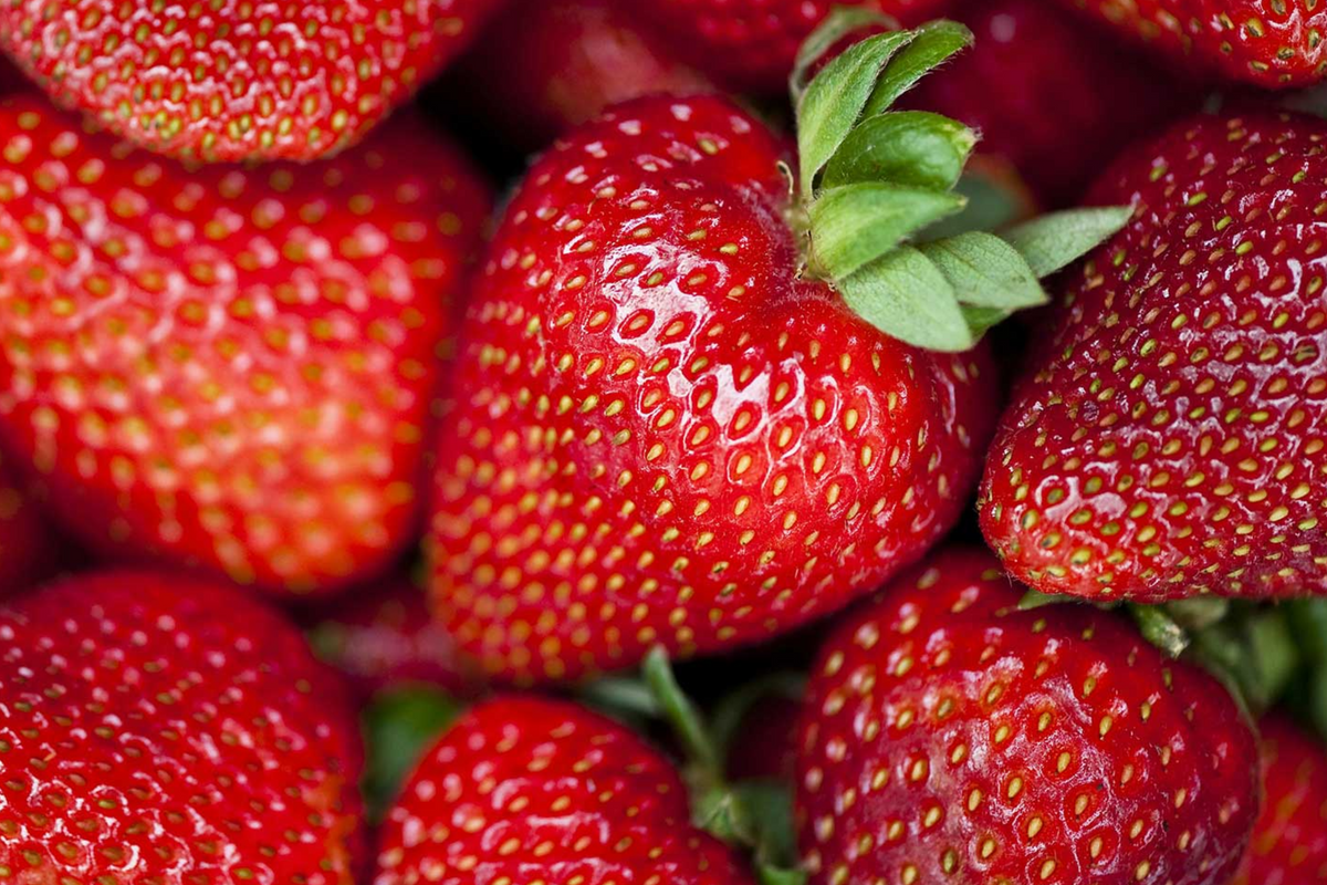 Albion Strawberry Plants - 10 Bare-Root Day-Neutral Plants, Large Sweet Berries, Fragaria × ananassa 'Albion'