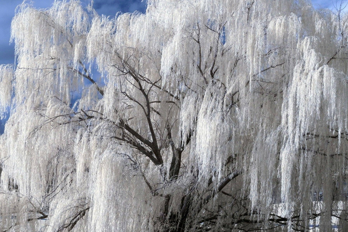White Willow Tree Cutting | Unrooted Silver Leaves | Fast-Growing Hardy | Salix alba | Ideal for Zones 3-10
