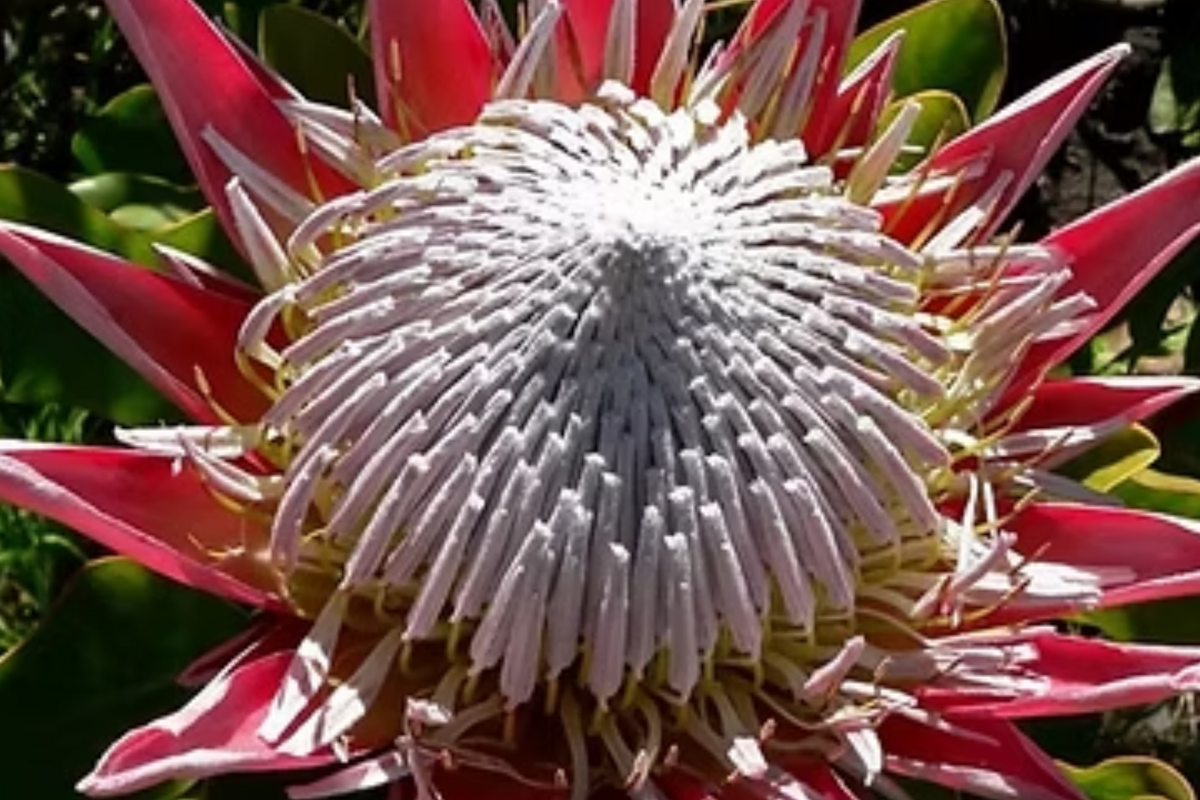 King Protea Seeds - 5 Rare Cynaroides Seeds for Giant 12" Flowers - Exotic Drought-Tolerant Garden Plant