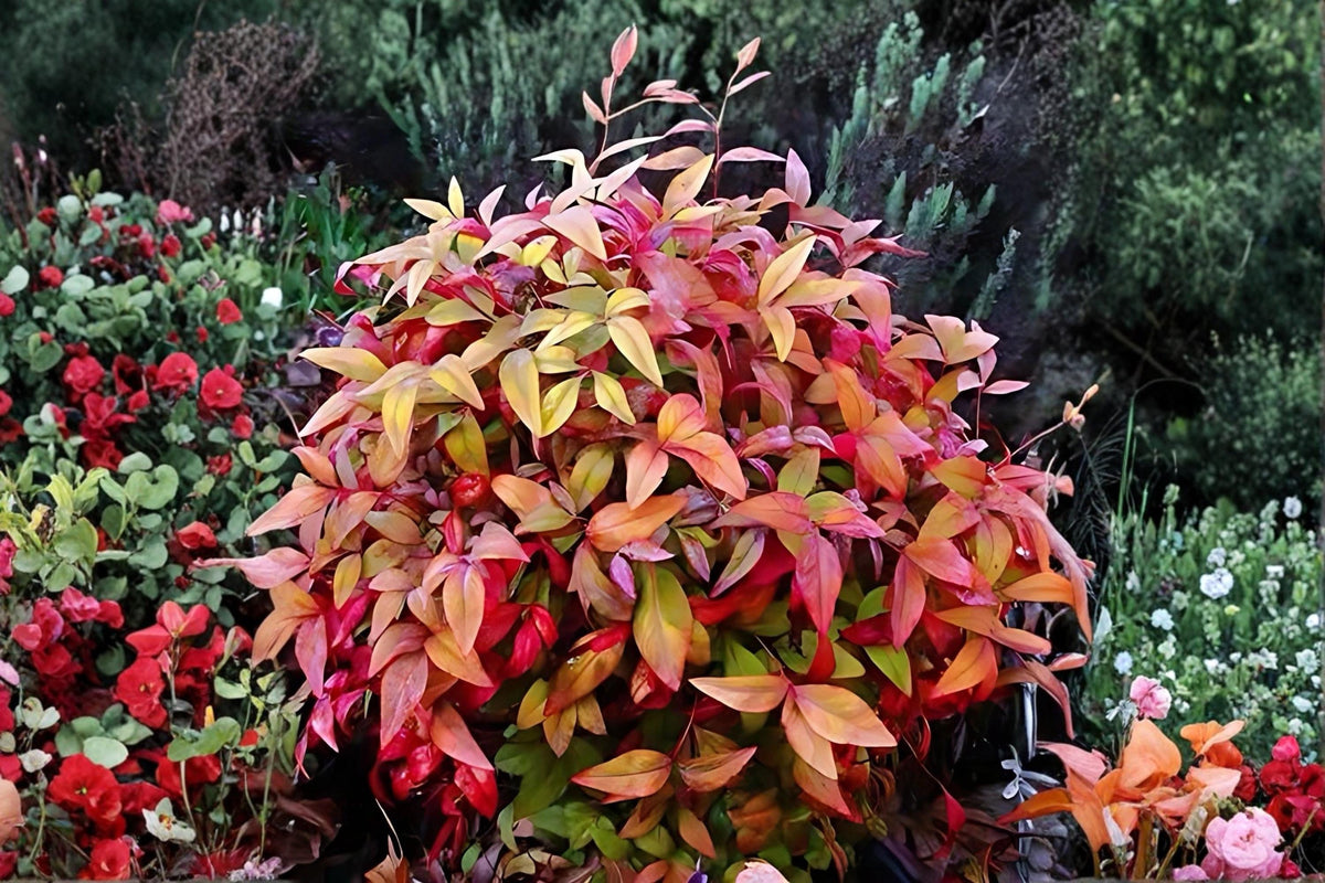 Christmas Cactus Starter Plant - Miss Shimano - Schlumbergera Truncata - Well-Rooted Indoor Cactus for Holiday Decor
