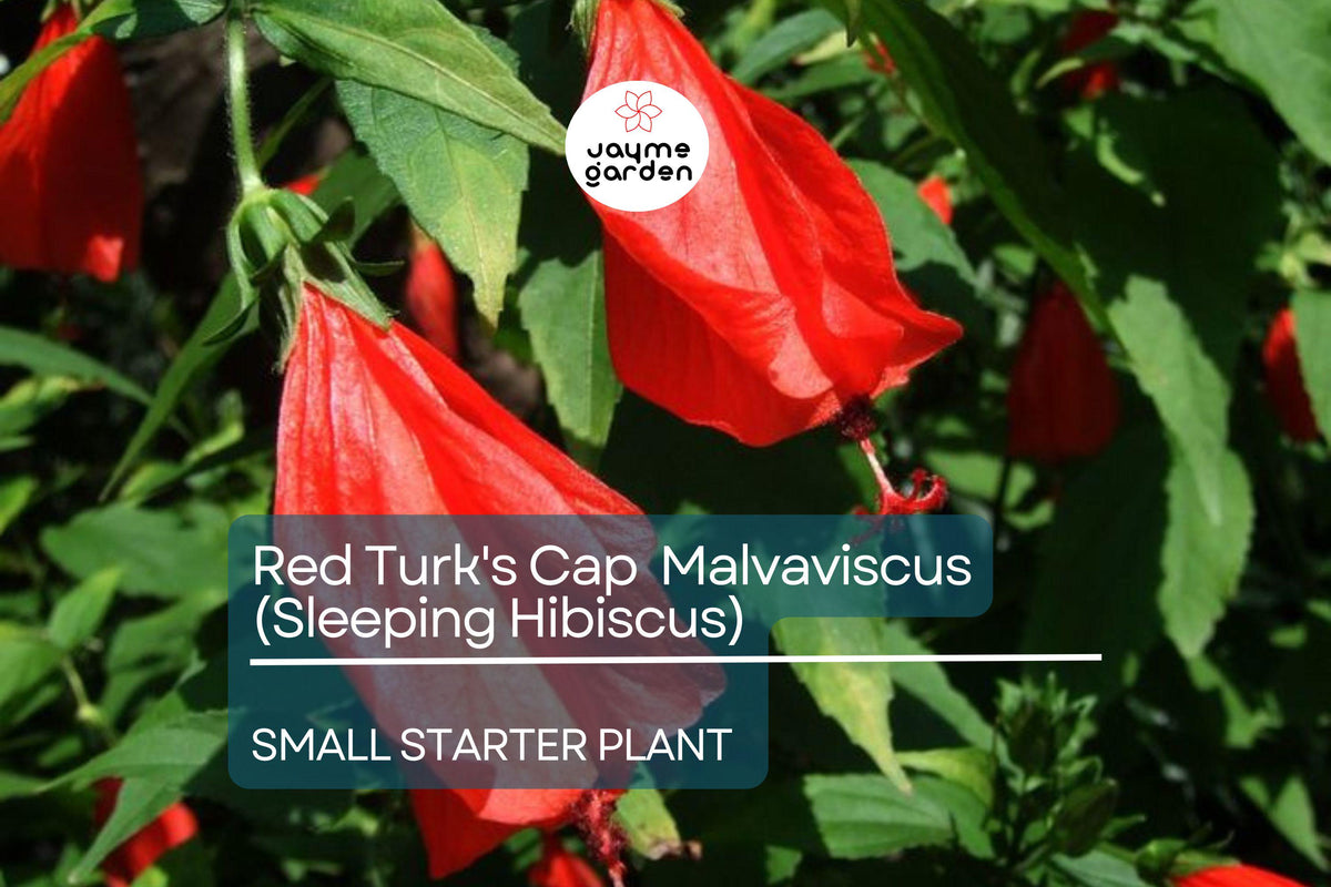 Christmas Cactus Starter Plant - Miss Shimano - Schlumbergera Truncata - Well-Rooted Indoor Cactus for Holiday Decor