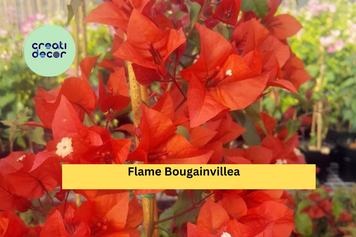 Christmas Cactus Starter Plant - Miss Shimano - Schlumbergera Truncata - Well-Rooted Indoor Cactus for Holiday Decor
