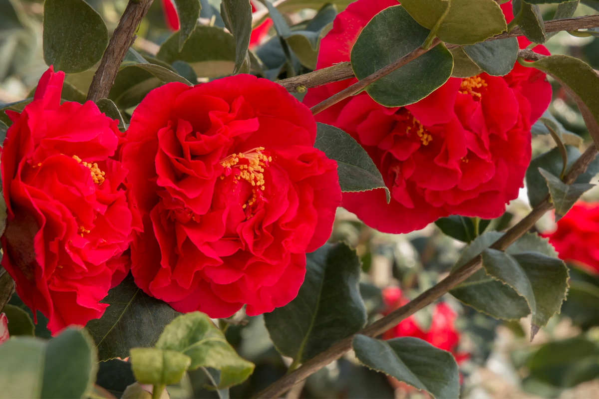 Fashionata Variegated Camellia Japonica Starter Plant | Live Well-Rooted Plant in Pot | Evergreen Shrub | USDA Zones 7-10