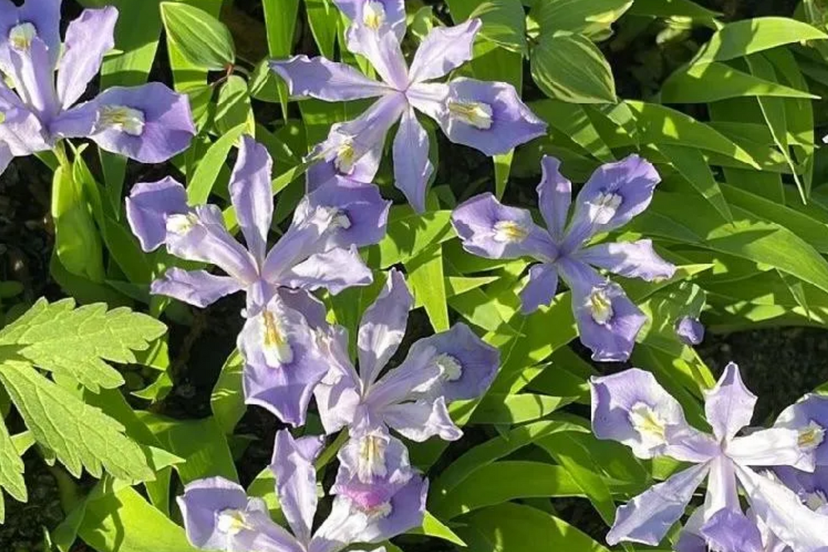Crested Dwarf Iris Bare Root Plants - 5 Organic Shade Perennials (Iris cristata) - Easy to Grow Wildflower for Pollinators