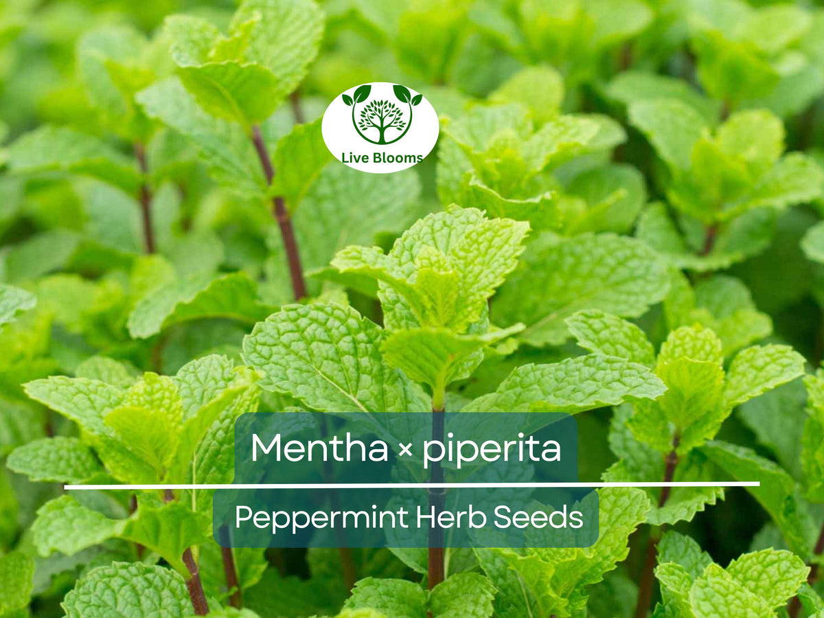 30 mg Peppermint Herb Seeds - Mentha × piperita | Culinary & Tea Use, Aromatic Mint for Planting, Easy to Grow