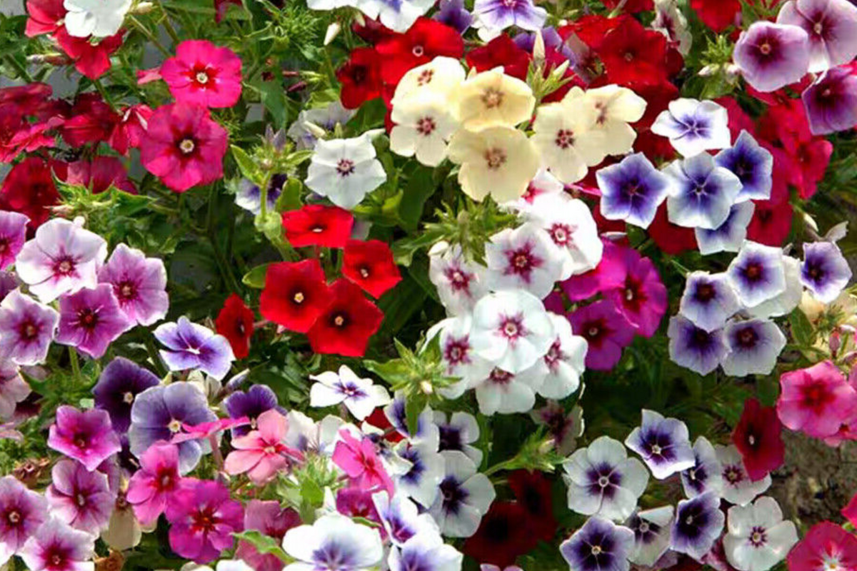 Twinkle Mix Phlox Seeds - 50+ Star-Shaped Annual Flower Seeds, Pink Red Purple White, Phlox drummondii, USA Seller