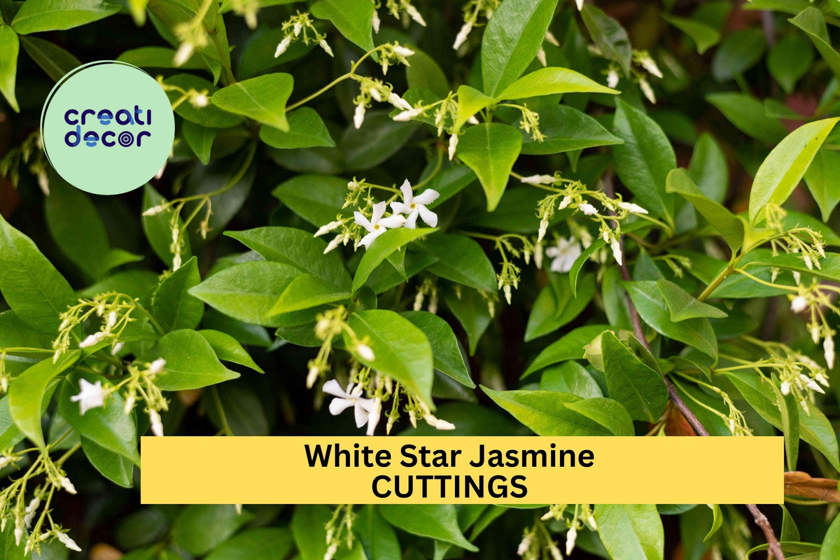 Christmas Cactus Starter Plant - Miss Shimano - Schlumbergera Truncata - Well-Rooted Indoor Cactus for Holiday Decor