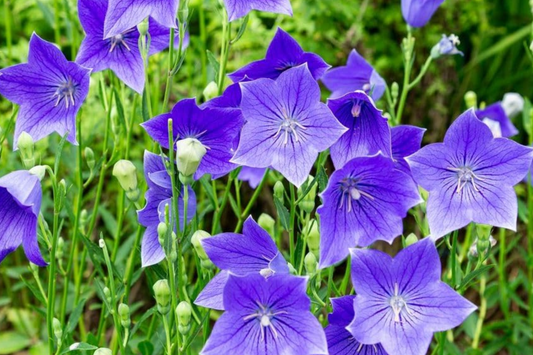 1,000 Balloon Flower Seeds - Platycodon grandiflorus - Non-GMO, Perennial, Easy to Grow, Blue, Pink, White Flowers