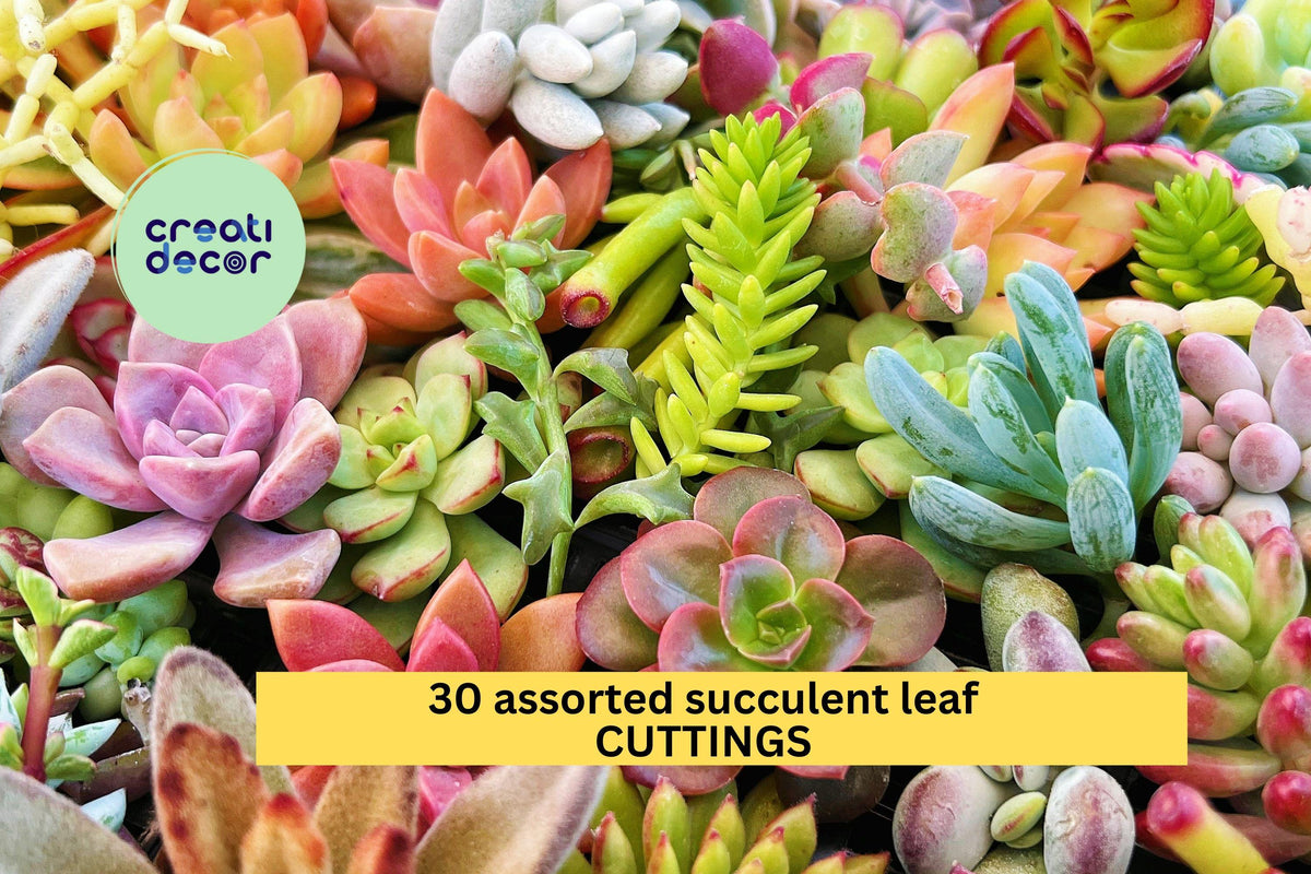 Christmas Cactus Starter Plant - Miss Shimano - Schlumbergera Truncata - Well-Rooted Indoor Cactus for Holiday Decor