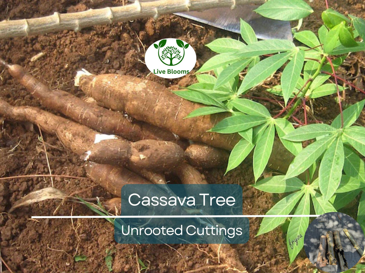 Paperbark Maple Tree Seeds - Acer griseum - Stunning Cinnamon Bark for Planting - Low Maintenance Garden Addition