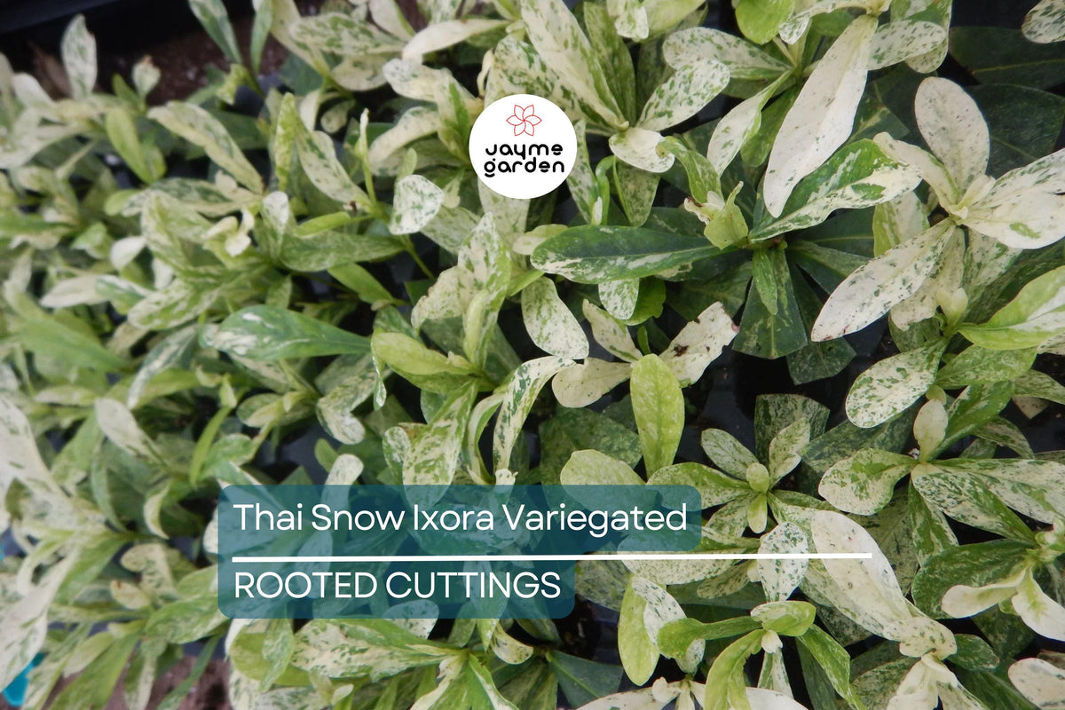 Christmas Cactus Starter Plant - Miss Shimano - Schlumbergera Truncata - Well-Rooted Indoor Cactus for Holiday Decor