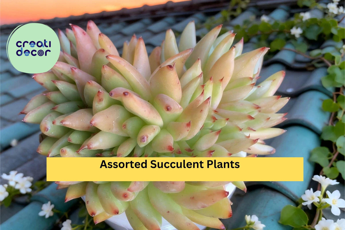 Christmas Cactus Starter Plant - Miss Shimano - Schlumbergera Truncata - Well-Rooted Indoor Cactus for Holiday Decor