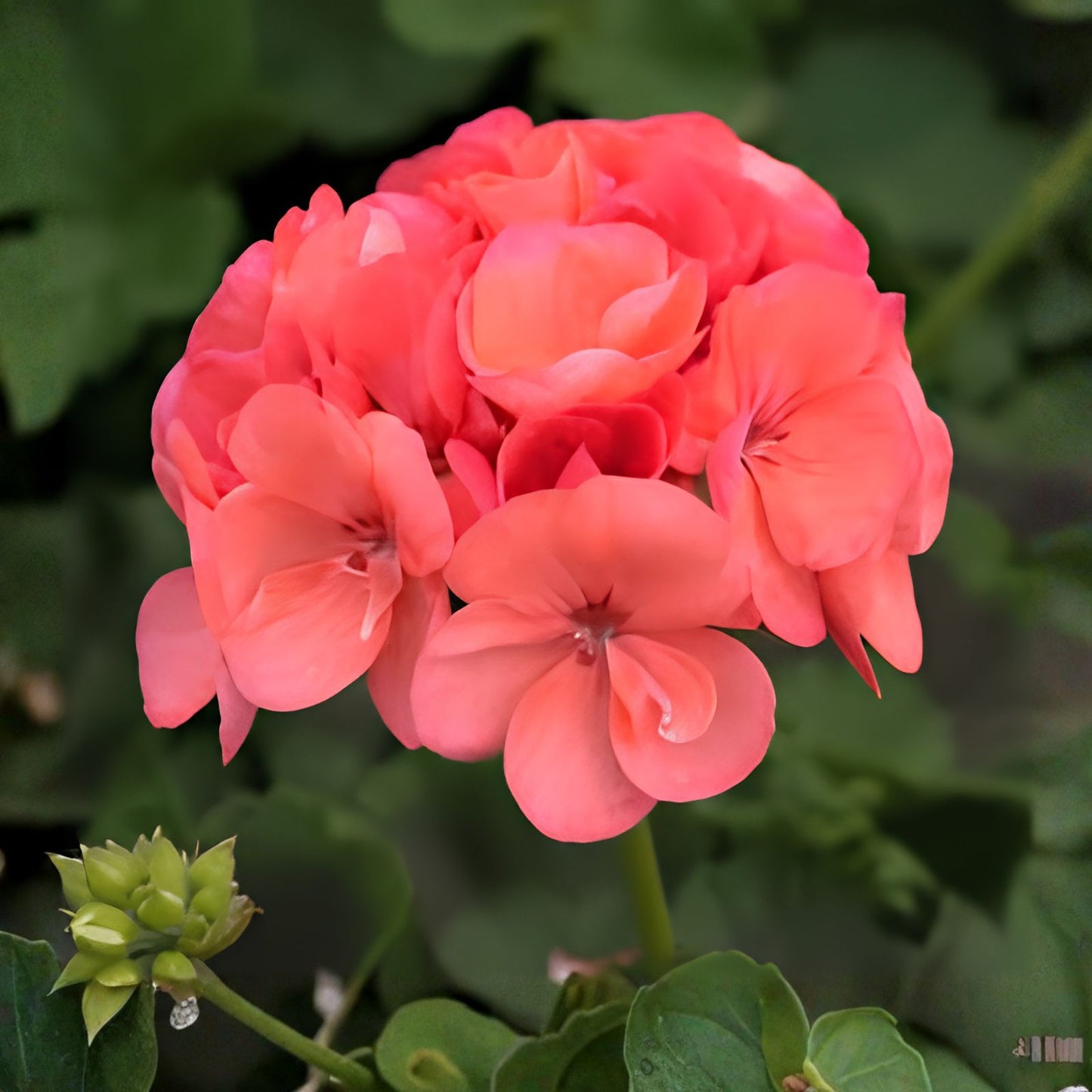 Geranium Seeds - 100+ Coral Quartz - Fragrant Flower Seeds - Non-GMO (Pelargonium)