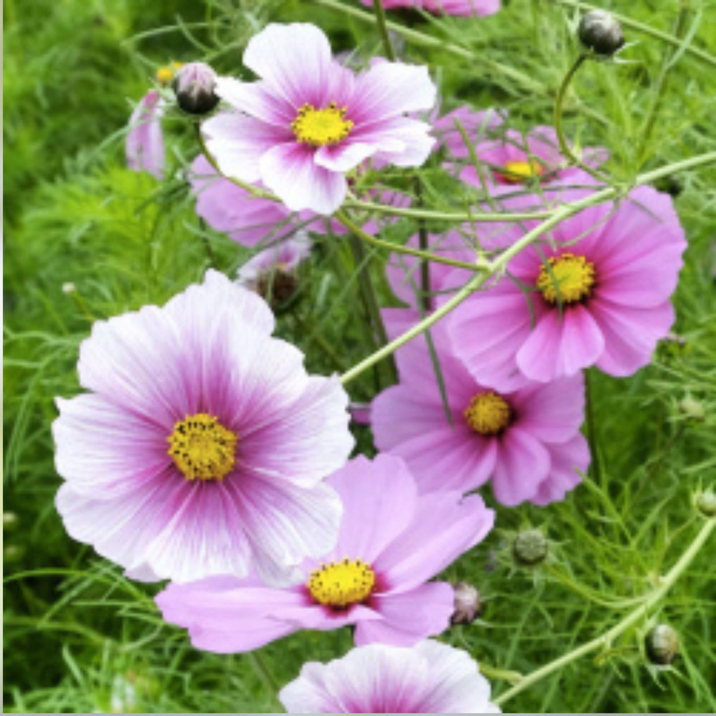 Gloria Cosmos Seeds | 100-2,000 Non-GMO Seeds | Colorful Annual Flower | Cosmos bipinnatus