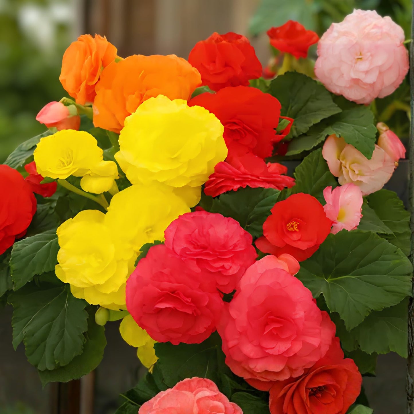 Rosy Haze Begonia Seeds - 45/125 Seeds - Non-GMO Flower Seeds - Begonia x tuberhybrida