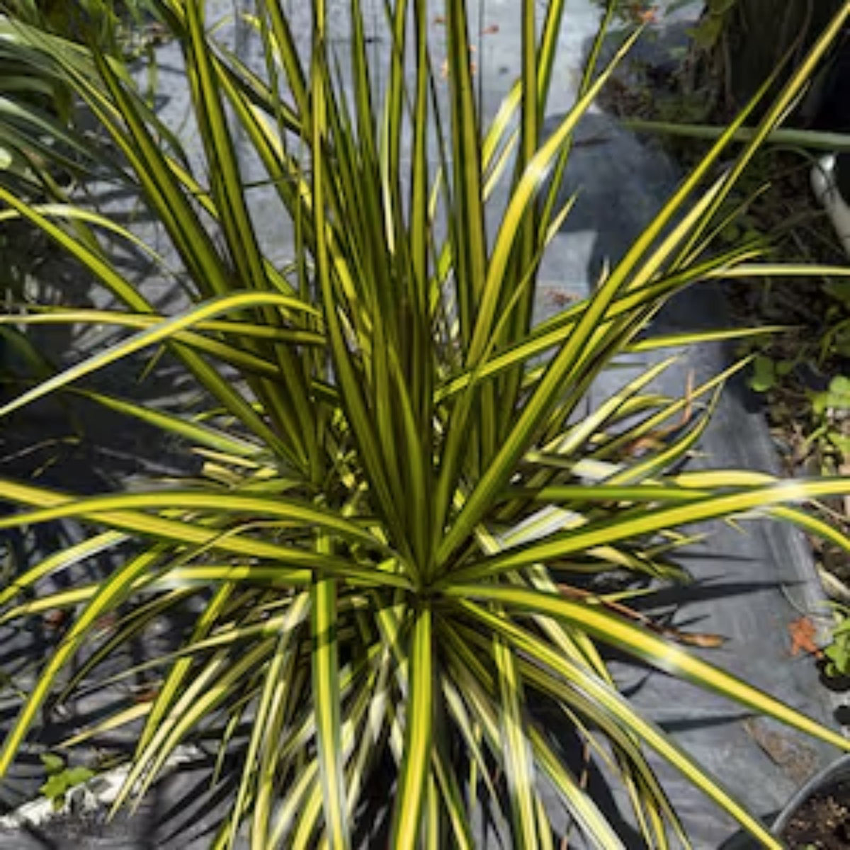 Dracaena Spikes Seeds 100 Count, Indoor Outdoor Tropical Foliage Plant, Easy Care Starter Plant, Live Cutting, Houseplant