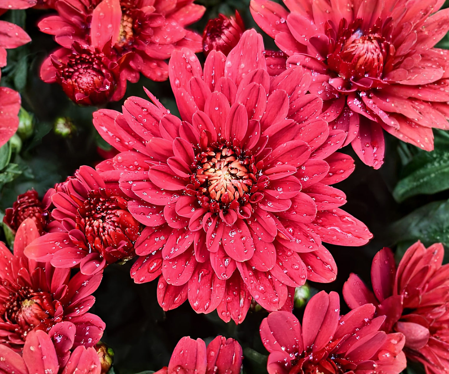 Red Velvet Mum Seeds - 200+ Annual Flower Seeds - Chrysanthemum Variety for Vibrant Garden Blooms