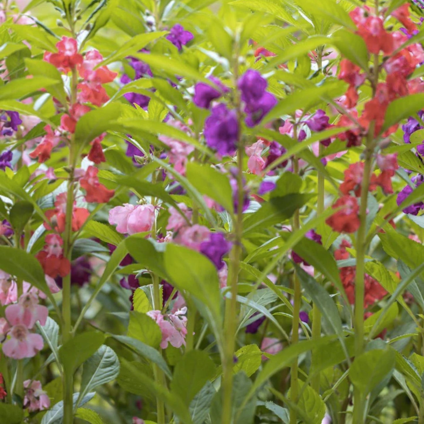 Tom Thumb Impatiens 100 Seeds - Non-GMO Flower Seeds - Impatiens balsamina - Easy to Grow Garden Plants