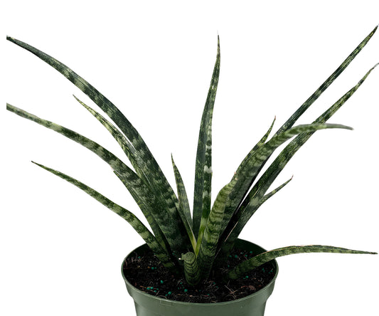 Fernwood Snake Plant Cuttings - 3 Unrooted Clippings - Sansevieria for Indoor Gardening & Home Decor