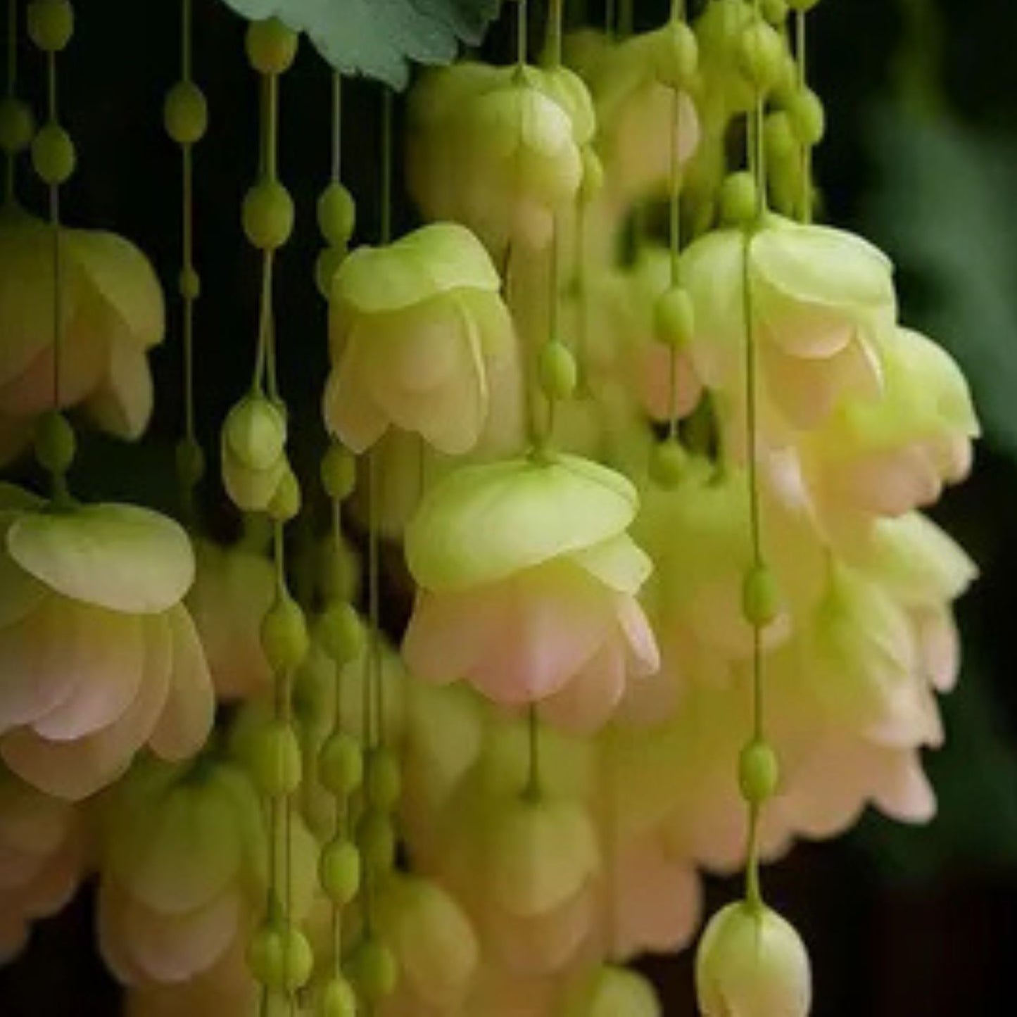 Begonia Seeds - Sunrise Trifecta Variety - Non-GMO Flower Seeds - 45 or 125 Seeds (Begonia spp.)