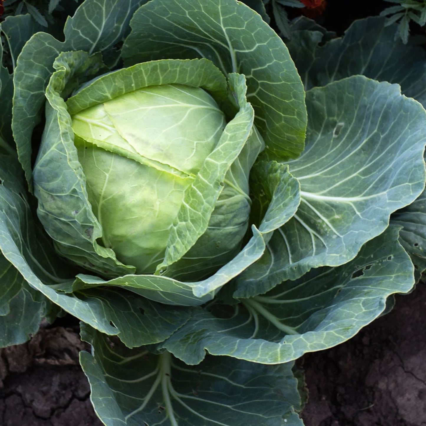 Golden Acre Cabbage Seeds 250 Count Heirloom Brassica oleracea Non-GMO Starter Plant for Home Gardening