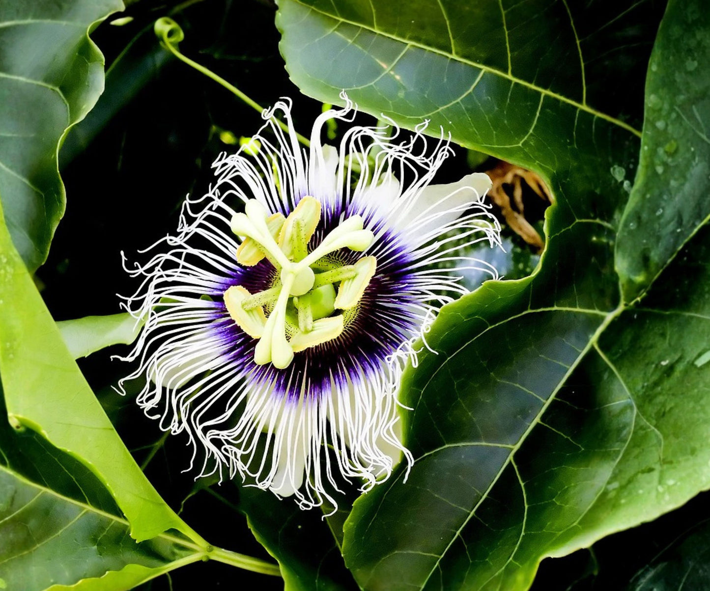 Purple Passion Fruit Flower Seeds - Granadilla Vine - Passiflora edulis - Edible Fruit Garden Plant