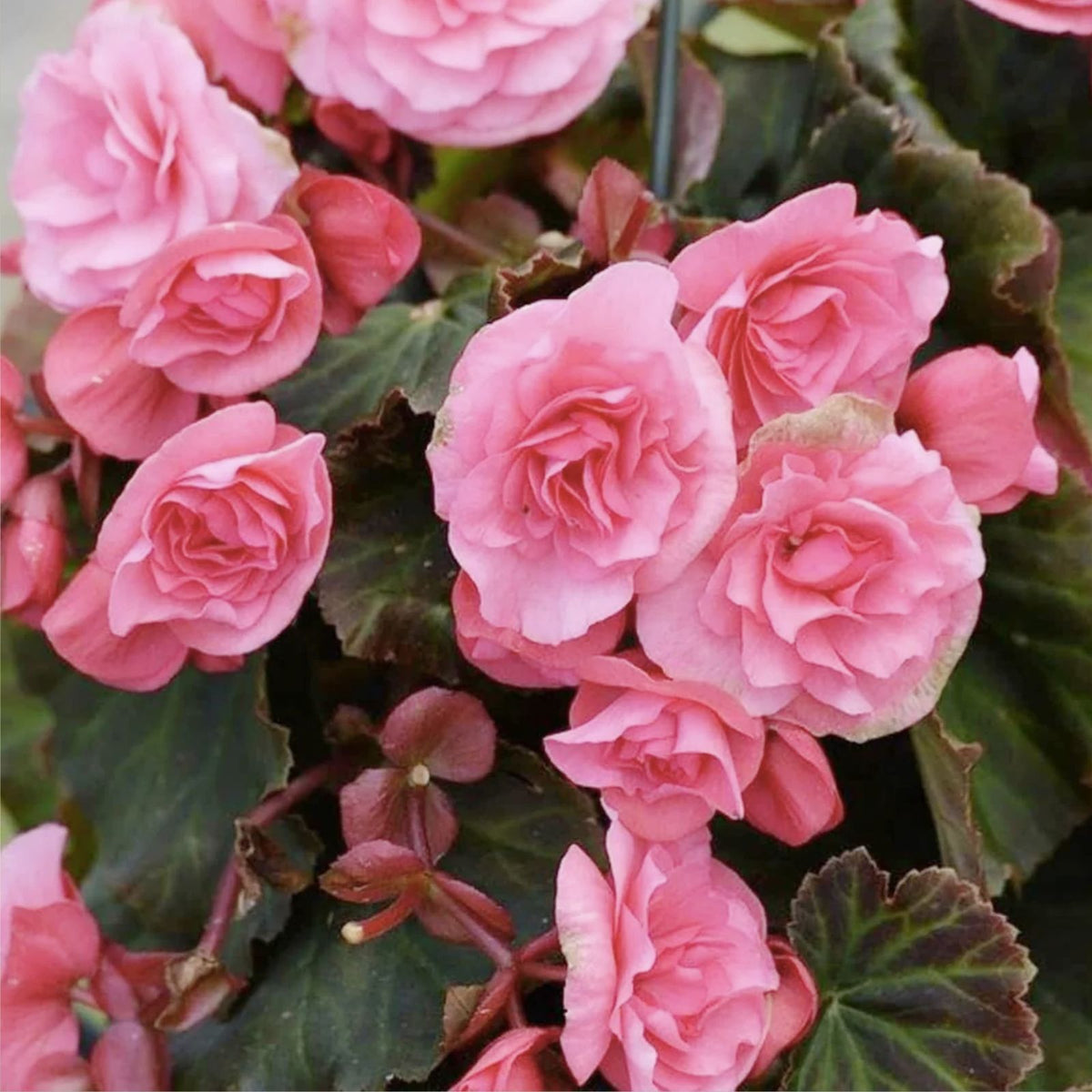 Candy Floss Begonia Seeds - Non-GMO Flower Seeds, 45 Seeds, Colorful Blooms, Perfect for Gardening
