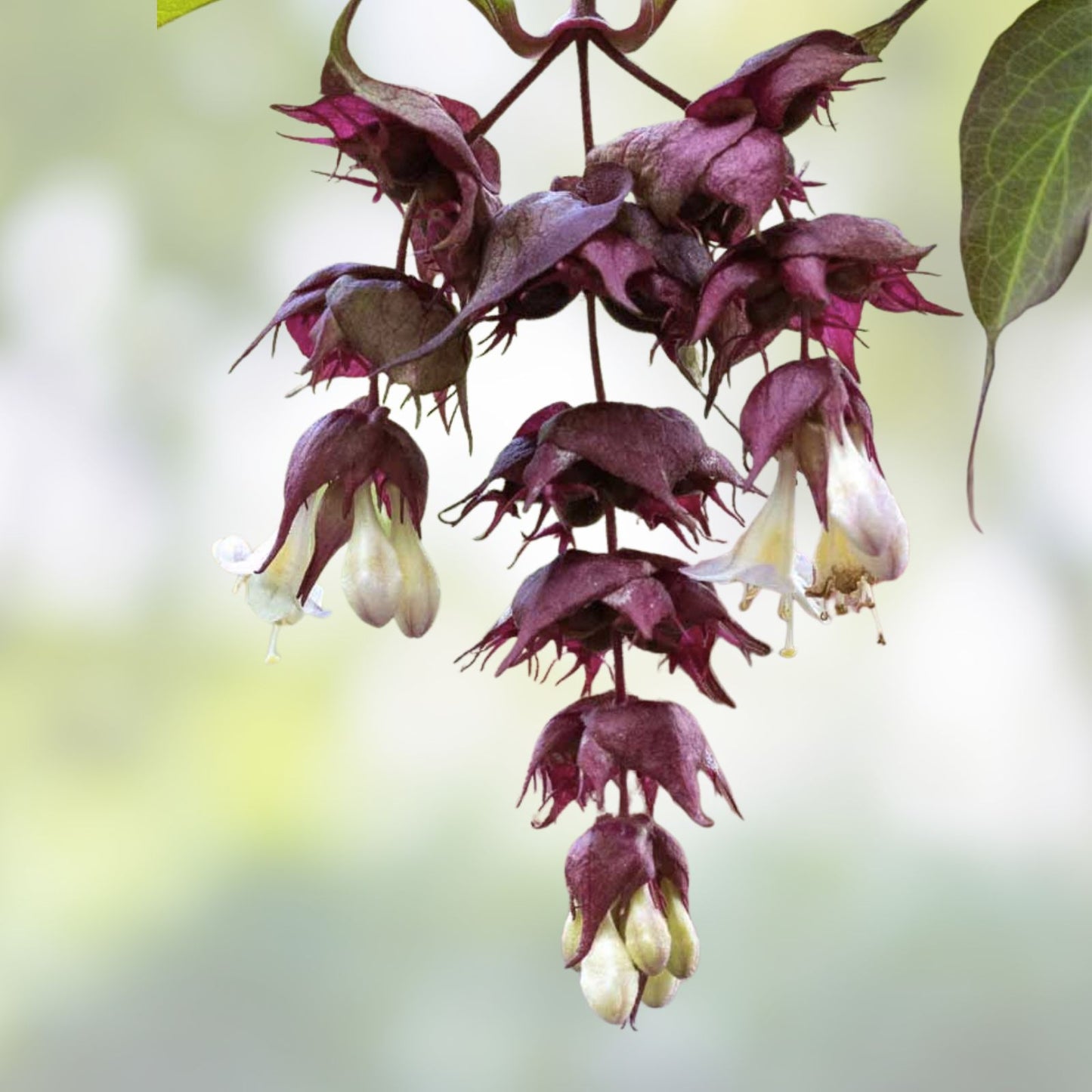 Himalayan Honeysuckle Seeds - 1000 Bulk Hardy Perennial (Leycesteria formosa) - Maries Green Garden