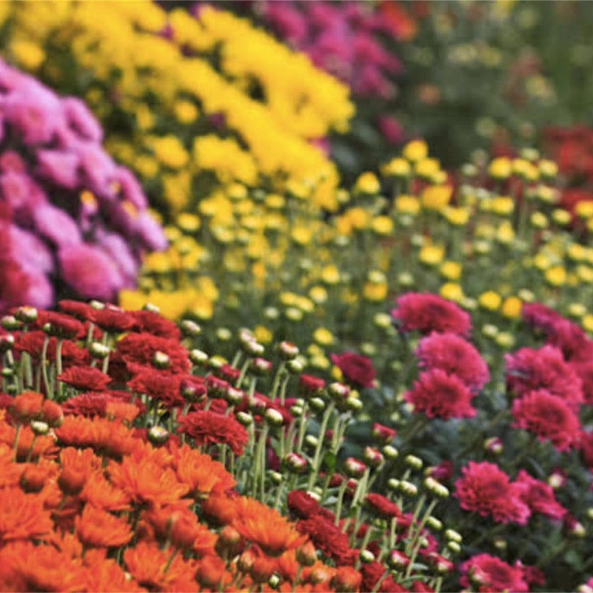 Chrysanthemum Seeds - Gilded Glory - 200+ Annual Flower Seeds - Mum Flower Seeds - Easy to Grow
