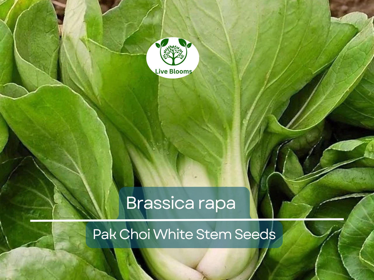 Christmas Cactus Starter Plant - Miss Shimano - Schlumbergera Truncata - Well-Rooted Indoor Cactus for Holiday Decor