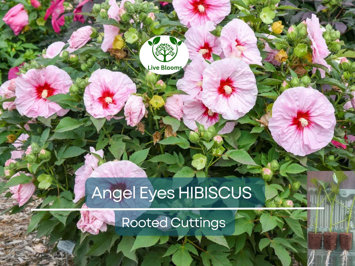 Anthurium Live Plant 4" Pot - Pink Fuchsia Flowers - Anthurium andraeanum - Tropical Houseplant, Air-Purifying Decor