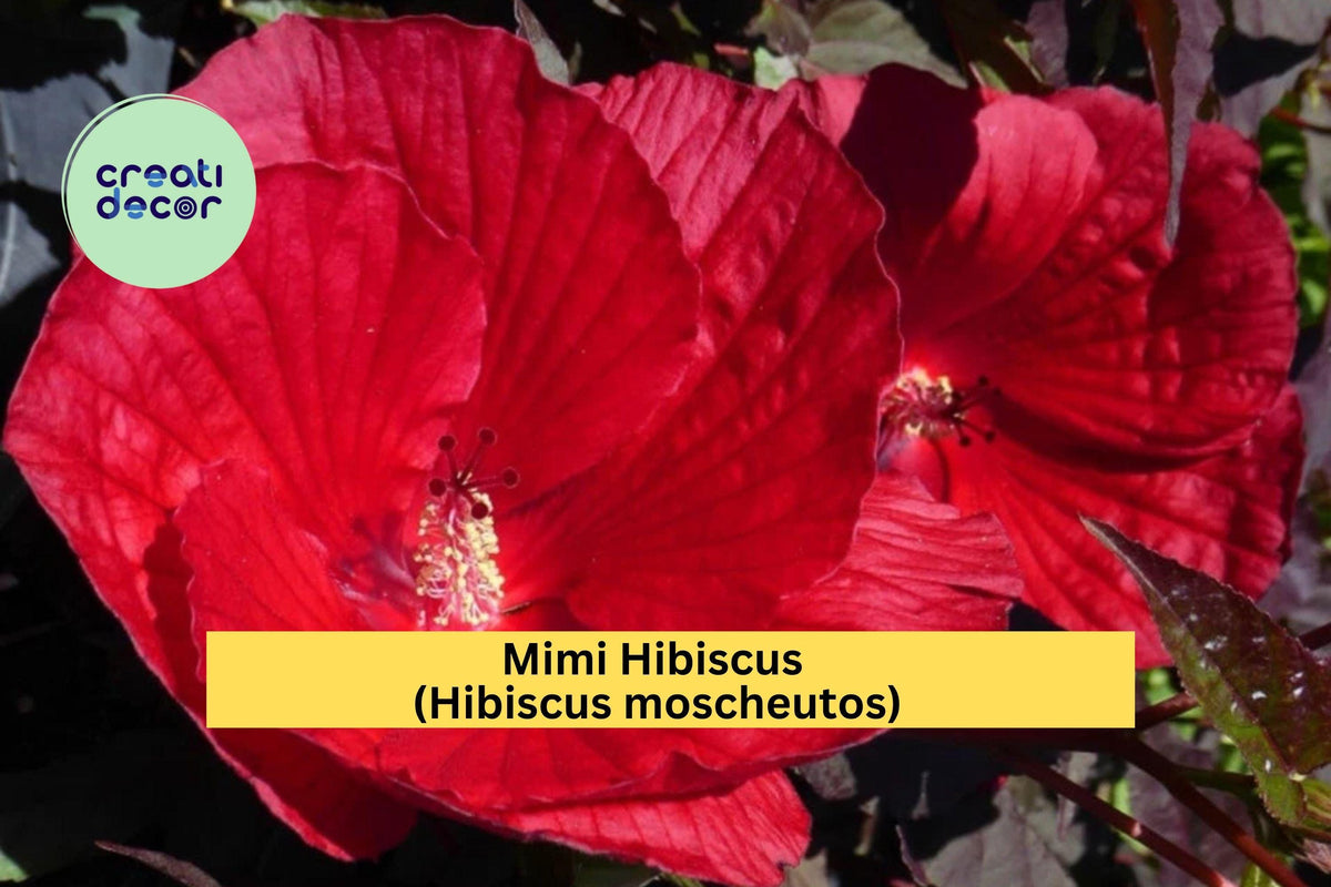 Christmas Cactus Starter Plant - Miss Shimano - Schlumbergera Truncata - Well-Rooted Indoor Cactus for Holiday Decor