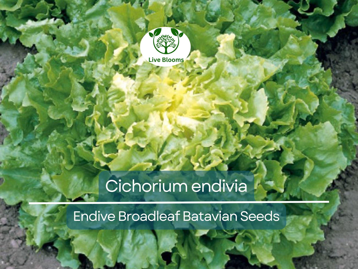 Endive Seeds 850 Count - Broadleaf Batavian, Non-GMO Heirloom, Cichorium endivia, Bitter Green, Easy to Grow for Salad & Garden