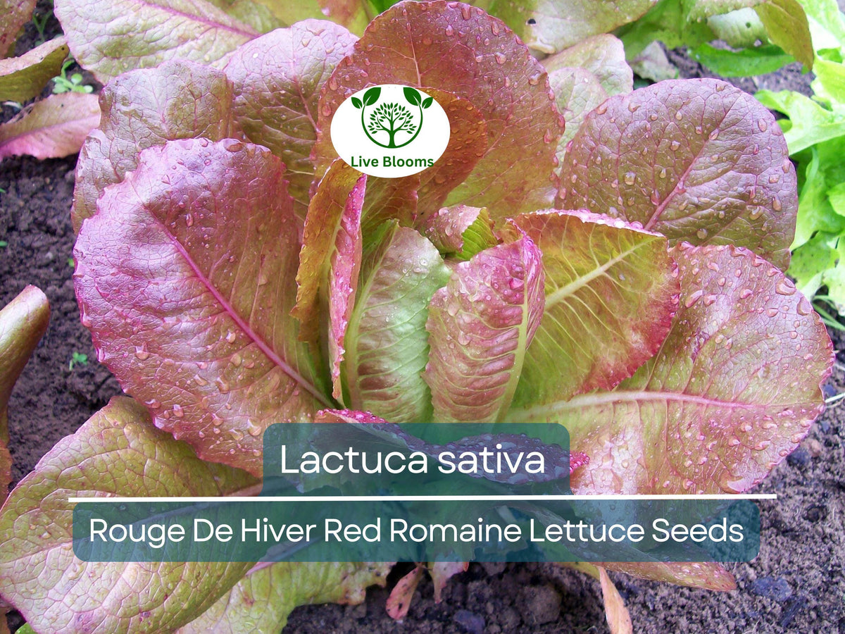 700 Seeds Rouge De Hiver Red Romaine Lettuce - Heirloom Cold-Hardy Lettuce (Lactuca sativa) for Planting, Easy to Grow, Nutrient-Rich