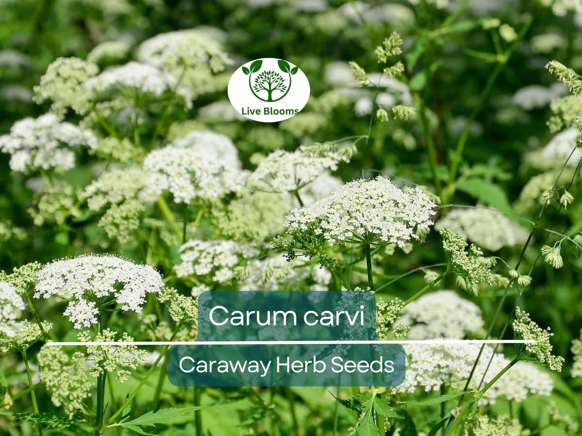 300 Caraway Seeds for Planting - Organic Carum carvi - Culinary Herb for Cooking & Baking - Easy to Grow, Non-GMO