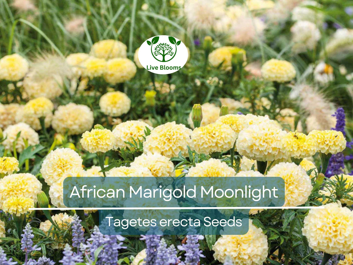 25 Seeds African Marigold Moonlight - Double Bloom Yellow Flowers - Non-GMO Tagetes erecta - Bee-Friendly for Gardens